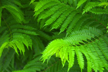 Fototapeta na wymiar Green fern bushes in the forest, macro, summer