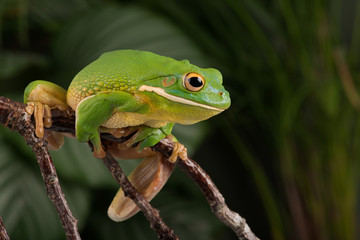 White Lipped Tree Frog (Litoria infrafrenata)/White Lipped Tree Frog in thick jungle foliage