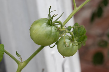 Tomato Garden
