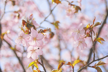 桜　春　素材