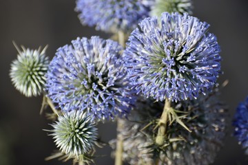 Sheep's-bit herbal flower