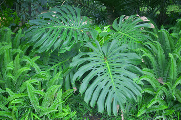 Big green leaves and fern around, summer