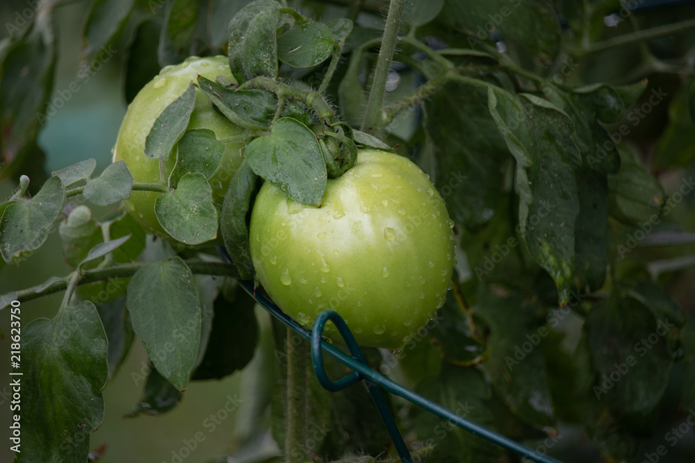 Wall mural Tomato Garden