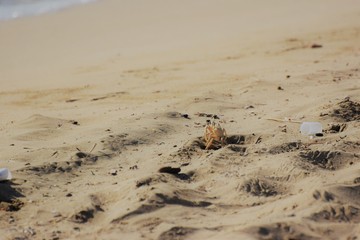 sea crab animal