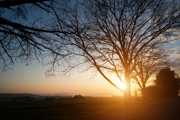 Beautiful Morning, tree silhouette on open field at sunset