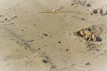 sea crab animal