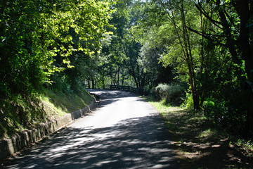 Camino a trav&eacute;s del bosque