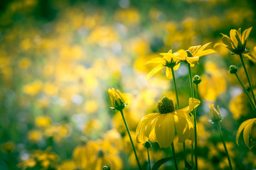 Obraz premium Flowers on summer meadow