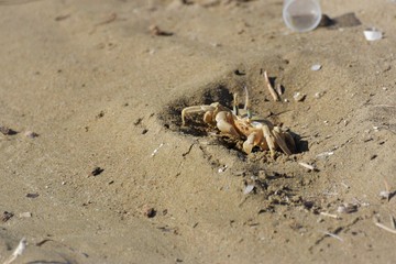sea crab animal