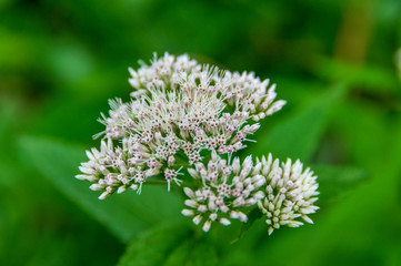 乗鞍高原　三本滝