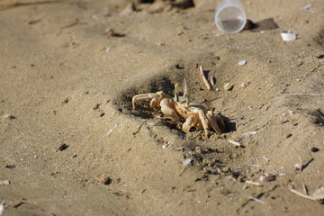sea crab animal