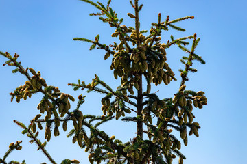 The top of a towering sitka spruce in the pacific northwest in coastal oregon usa