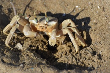 sea crab animal