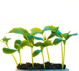 Shoots of the plant on white background