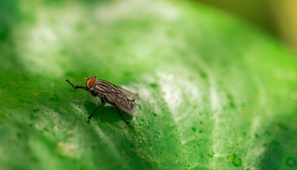 Close up  A fly. on green leaves the background