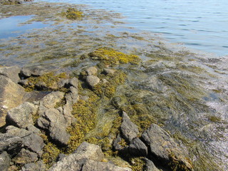 Uncovered seaweed and rocks in the ocean at low tide 