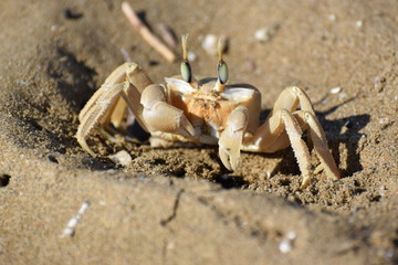 sea crab animal