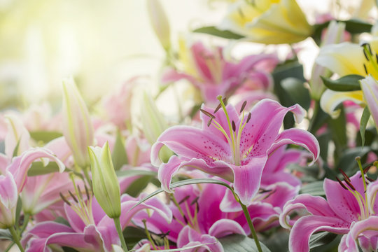 Pink Lilies in the garden