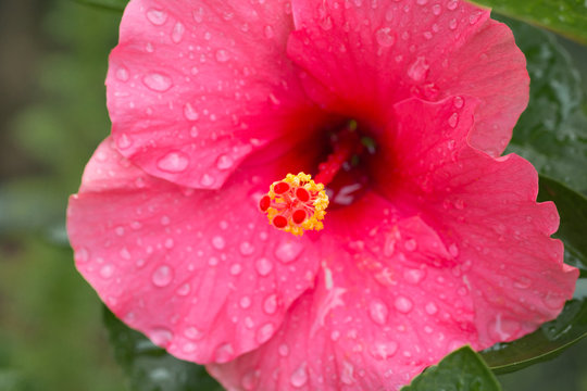 Beautiful deep pink Hibiscus flower with dew rain water drop and blurred nature garden background