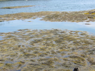 Uncovered seaweed and rocks in the ocean at low tide 