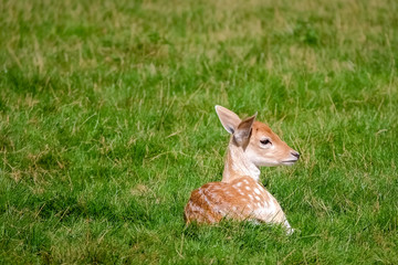 Deer standing in the field on a sunny day (The Netherlands)