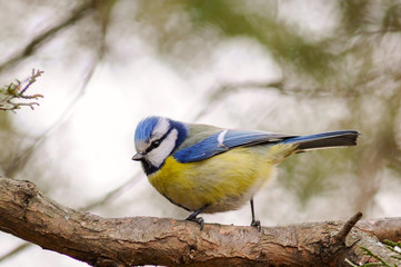 Fototapeta premium Blue tit (Cyanistes caeruleus) sitting on a branch