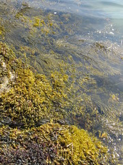 Uncovered seaweed and rocks in the ocean at low tide 