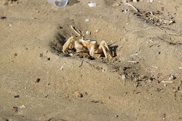 sea crab animal