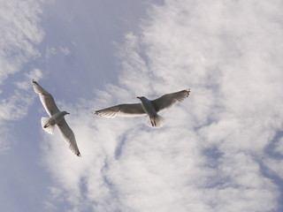 Möwen auf dem Atlantik