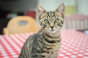 Young cat waiting for food on the table