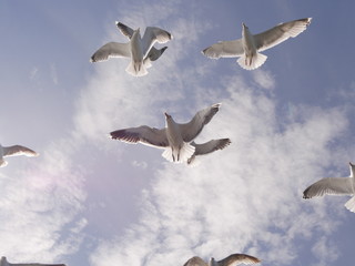 Möwen auf dem Atlantik