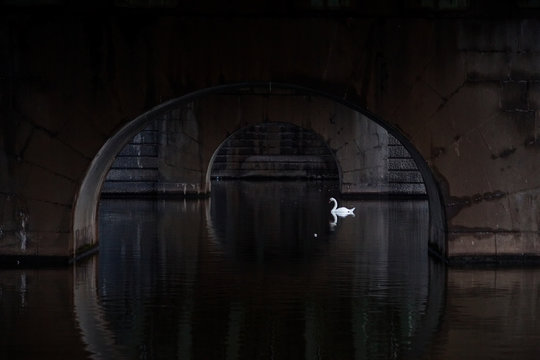 A swan passes by under the Cech Bridge in Prague