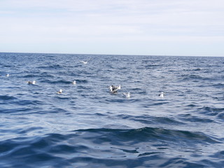 M&ouml;wen auf dem Atlantik