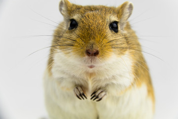 a brown and white gerbil, rodent, on white background