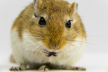 a brown and white gerbil eating a pipe on white background
