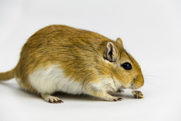 a brown and white gerbil eating a pipe on white background