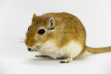 a brown and white gerbil eating a pipe on white background