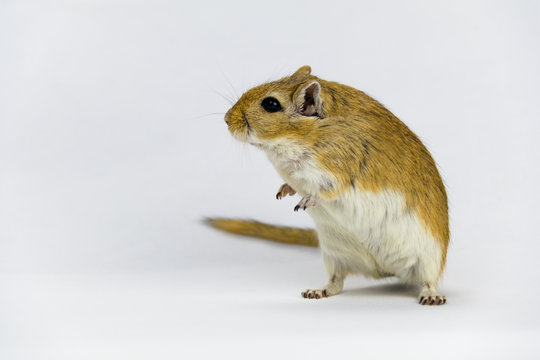 a brown and white gerbil, rodent, on white background