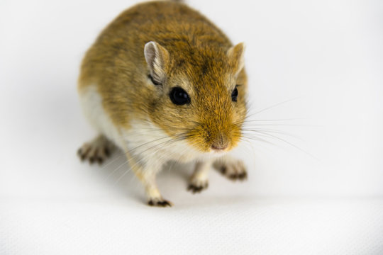 a brown and white gerbil, rodent, on white background