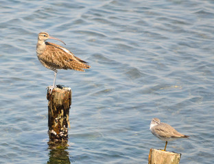 谷津干潟のチュウシャクシギとキアシシギ（千葉県習志野市）