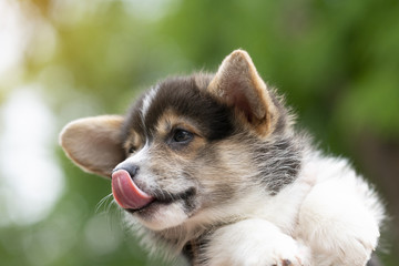 Corgi puppy dog in summer sunny day, close up