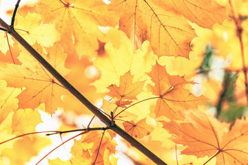 Yellow maple leaves close up, autumn background
