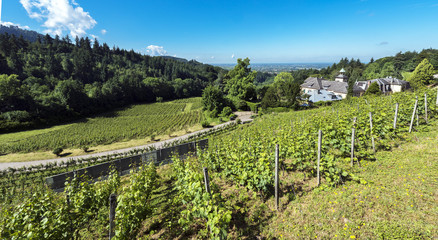 Fototapeta na wymiar The winery Fremersberg, with the famous vineyard fig little wood (Feigenwaeldchen) and the Rhine valley in the background. Baden Baden, Baden Wuerttemberg, Germany