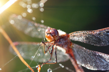 dragonfly closeup and drops of dew morning