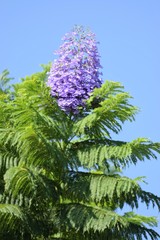 magnificent trees ın blue flowers North Cyprus