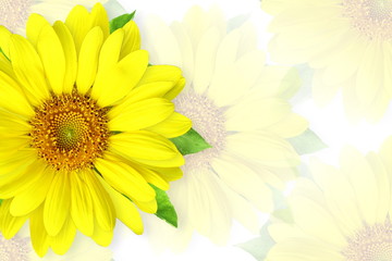 Obraz premium summer blossoming sunflower isolated on blur flower background