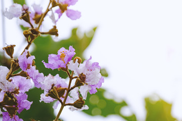 Fototapeta premium Pink flower bloom on branch in autumn season