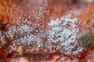 Rhizopus is a genus of common saprophytic fungi  on plants under the microscope for education.