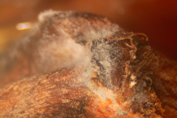 Rhizopus is a genus of common saprophytic fungi  on plants under the microscope for education.