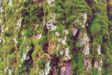Walnut tree crust covered with moss, natural wood background